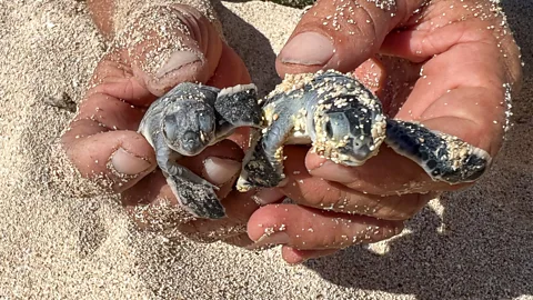 Claire Boobbyer Guanal Beach is home to just-hatched endangered green turtles (Credit: Claire Boobbyer)