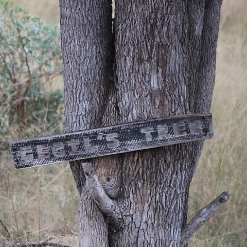 Stacey McKenna Cecil, one of Hwange's most beloved lions, was tragically hunted and killed on the park's outskirts in 2015 (Credit: Stacey McKenna)