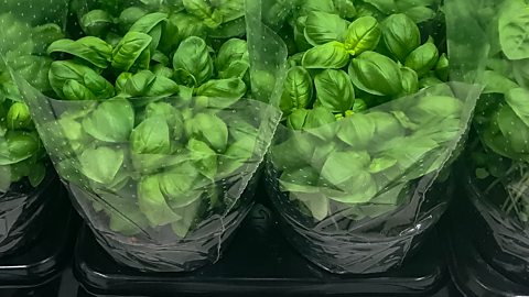 Fresh basil in pots in a supermarket