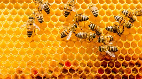 An image of bees on a beehive structure.