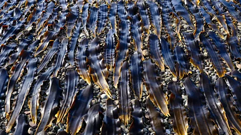 Imagenavi/Alamy The island is known for its prized konbu (seaweed) and uni (sea urchin) that is used by top restaurants in Kyoto and Tokyo (Credit: Imagenavi/Alamy)