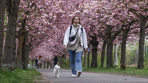 Getty Images Four legs bad, two legs good? (Credit: Getty Images)