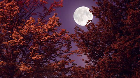 Full Moon through tree branches with red leaves.