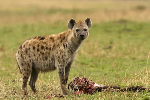 Getty Images Hyenas help protect humans and animals from diseases such as anthrax and tuberculosis (Credit: Getty Images)