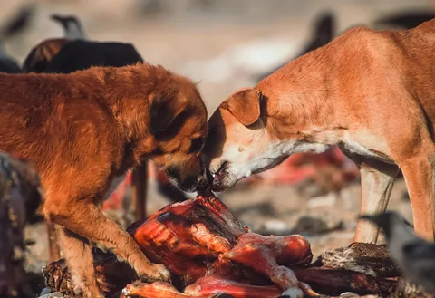 Alamy Feral dogs have benefitted from the vultures' decline in India, leading to a rise in rabies deaths (Credit: Alamy)