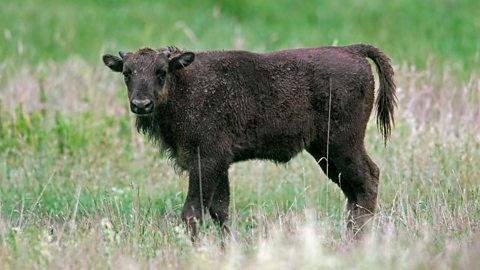 The side profile of a European bison calf standing in a field of grass