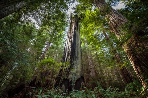 Tall redwood trees reach up to the sky, with undergrowth in the foreground. The central tree has been partially burnt.