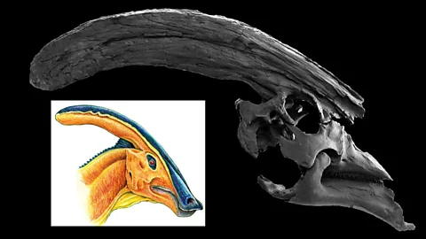 Tom Williamson Tom Williamson says the Parasaurolophus’ sounds would have been “otherworldly” (Credit: Tom Williamson)