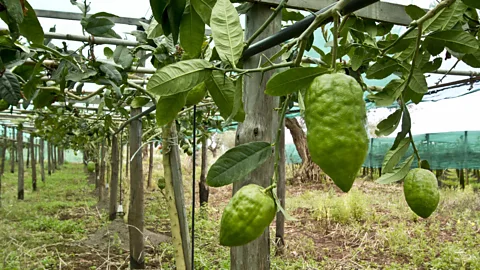 Citron: The exquisite fruit that brings rabbis