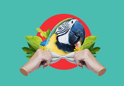 A digital collage on a turquoise background. It features a red circle, a macaw's head, green leaves and two hands appearing to tie a bowtie.