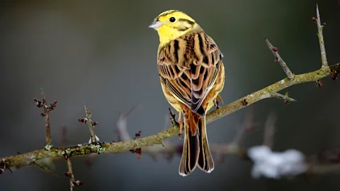 Andrew Howe/Getty Images Studies have found Christmas tree plantations may offer refuges for declining farmland birds like yellowhammers in intensive agricultural areas (Credit: Andrew Howe/Getty Images)