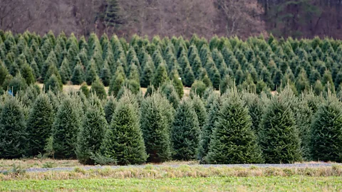 Ben Hasty/Getty Images Christmas trees are grown for around 10 years before harvesting, so for every one cut down each year a further nine tend to stay standing (Credit: Ben Hasty/Getty Images)