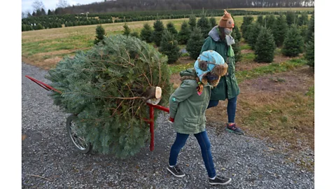 Ben Hasty/Getty Images For many people, Christmas trees can offer a rare opportunity to interact with nature, says Alexandra Kosiba (Credit: Ben Hasty/Getty Images)