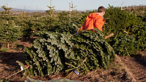 Os benefícios negligenciados das árvores de Natal reais - jili