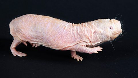 Weird: Naked Mole Rats Don't Die of Old Age