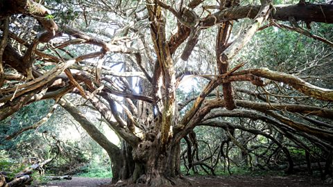 A photograph of a large yew tree in a forest, with lots of long branches and a wide trunk