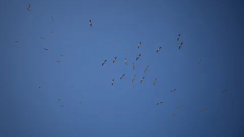 Getty Images The degree of damage to the Black Sea ecosystems may not be fully understood until the conflict is over (Credit: Getty Images)