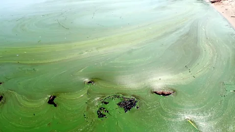 It's peak algae season. Here's what to know about blue-green algae