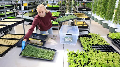 Kevin Mohatt/Alamy Vertical farms – such as the Altius farm in Denver, Colorado pictured here – is now spreading rapidly (Credit: Kevin Mohatt/Alamy)