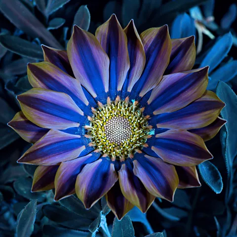 Calvin Jennings/Getty Images Plant petals reflect UV light to attract bees, as illustrated in this ultraviolet-induced visible fluorescence image of Gazania flowers (Credit: Calvin Jennings/Getty Images)