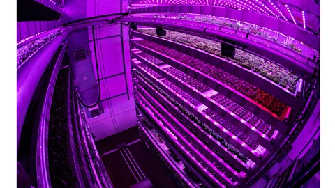 Andy Buchanan/Getty Images Pink light illuminates a vertical farm in Invergowrie, Scotland. Plants grow best when exposed to mostly blue and red wavelength light (Credit: Andy Buchanan/Getty Images)