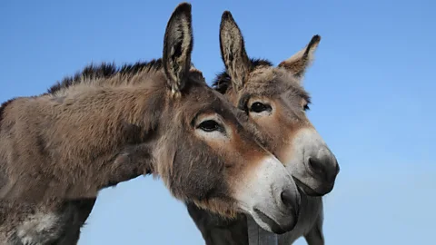 Burdened beast: India's donkeys are disappearing; here is why