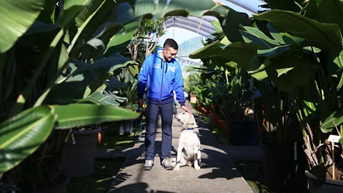 Agostino Petroni Paco, a very good boy, gets a pat on the head amidst his efforts to detect Xylella (Credit: Agostino Petroni)