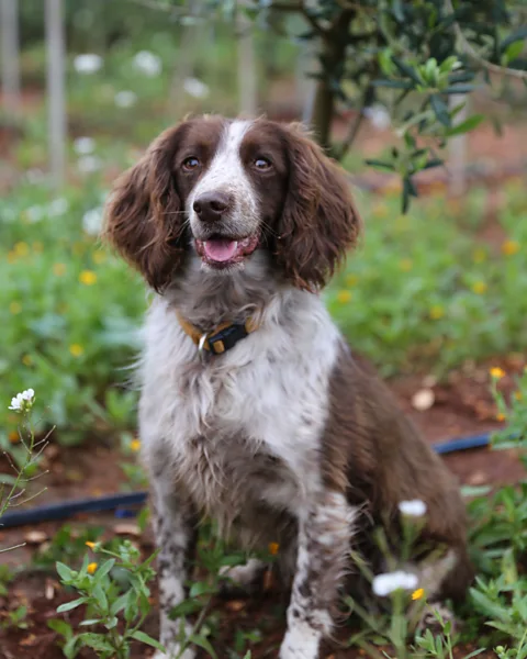 Agostino Petroni The Labrador is not the only breed to make an excellent super-sniffer, as Ellis the seven-year-old springer spaniel can attest (Credit: Agostino Petroni)