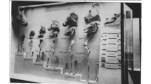 Peabody Museum Marsh's fossils demonstrating the evolution of horses was ground-breaking (Credit: Peabody Museum)