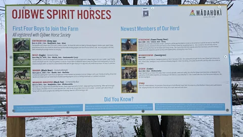 Karen Gardiner The horses are incorporated into the farm's cultural sharing and education programmes (Credit: Karen Gardiner)