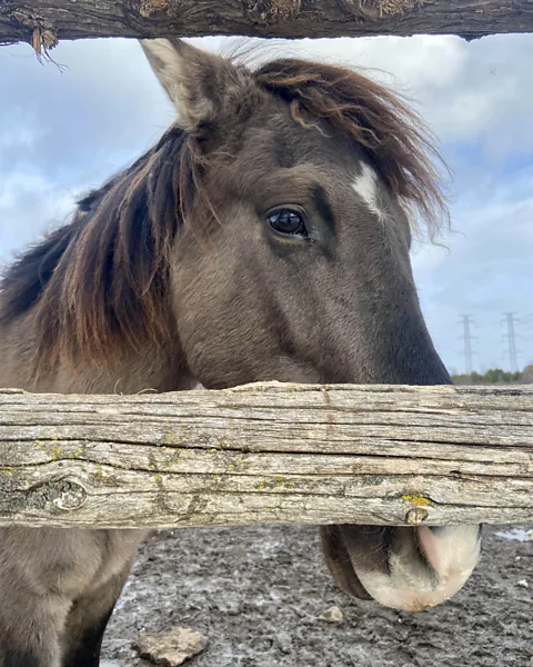 Karen Gardiner The Ojibwe spirit horse is the only known indigenous horse breed in Canada (Credit: Karen Gardiner)