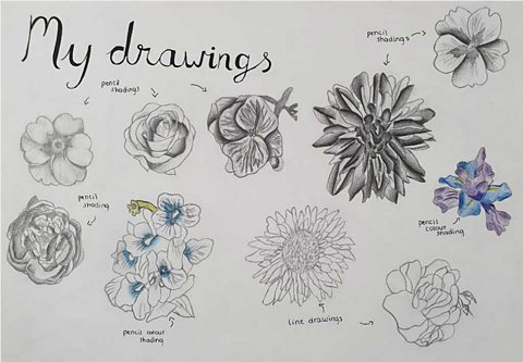 A collection of labelled flower drawings