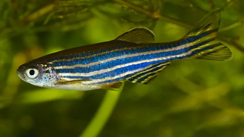 Getty Images Antibiotics can change the shoaling behaviour of Zebrafish (Credit: Getty Images)