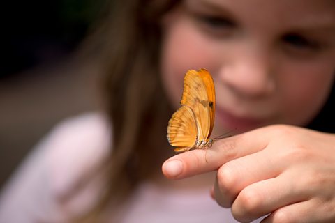 A young girl with a butterfly perched on her finger.