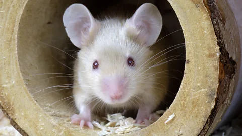 Alamy Most research on urinary tract infections relies on laboratory mice. Some experts are questioning this, because mice aren't naturally susceptible to this disease (Credit: Alamy)