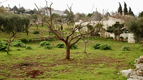 Victoria Abbott Riccardi There are approximately 50,000 trulli scattered throughout Puglia's Itria Valley (Credit: Victoria Abbott Riccardi)