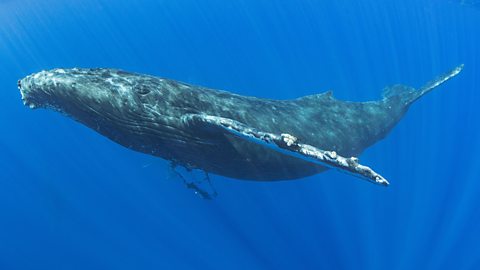 A humpback whale in the sea.