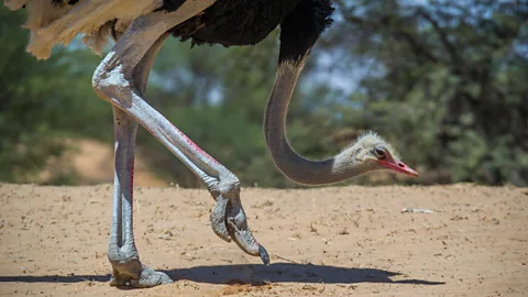 Giant Ostrich-Like Dinosaurs Once Roamed North America, Science