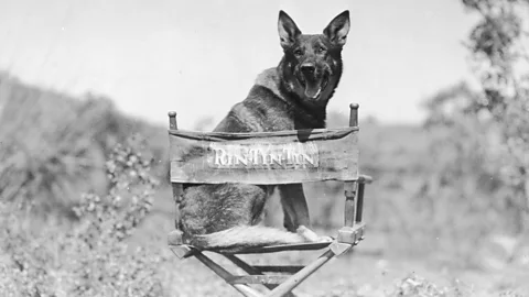Getty Images In cinema's early years, animal stars like the German Shepherd Rin Tin Tin were celebrated as much as their human counterparts (Credit: Getty Images)