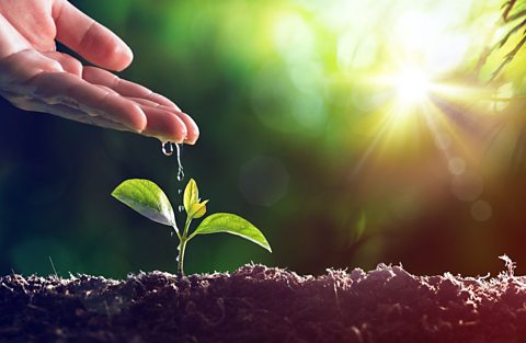 A hand drops water on a seedling.