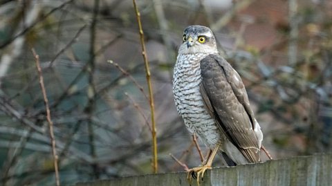 Sparrowhawk sat on a fence in a wintery environment.