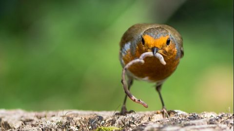 A robin is pictured on grass, eating a worm from the ground.