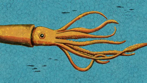 Emmanuel Lafont The giant squid had been photographed, but it proved extremely hard to film – until oceanographer Edith Wedder devised a new way to seek it out (Credit: Emmanuel Lafont)