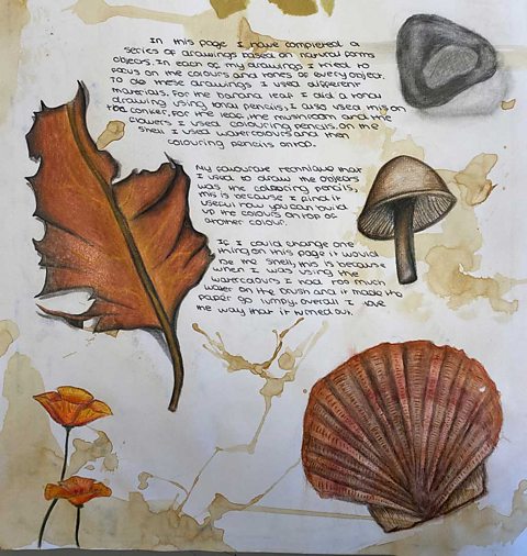 Notes and colour pencil observational drawings of a shell, a leaf, a rock and a mushroom