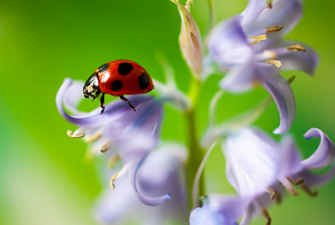 A ladybird sitting on a flower. 