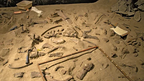 Alamy The vast assemblage of Centrosaurus skeletons at Dinosaur Provincial Park in Alberta, Canada, suggests they lived in herds (Credit: Alamy)