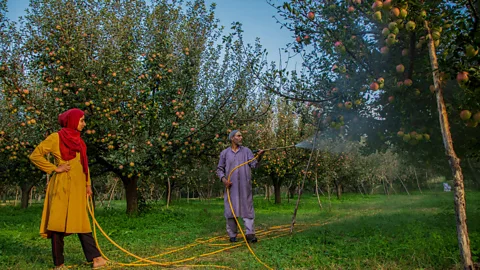 Faisal Bashir / Getty Images Pesticide exposure has been linked to the loss of smell and visual impairment (Credit: Faisal Bashir / Getty Images)