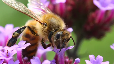 How pesticides impair our senses