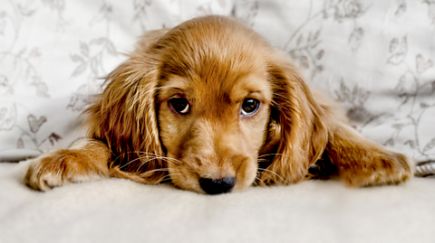 Four times pooches got their paws on a world-record