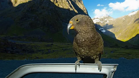 Jason Hosking/Getty Images Numbers of kea, an indigenous alpine parrot, are thought to have declined due to cats being able to survive in milder mountain winters (Credit: Jason Hosking/Getty Images)